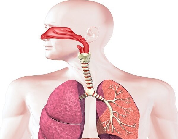 سیستم تنفسی: عملکرد، بیماری ها، راهکارهای پیشگیری