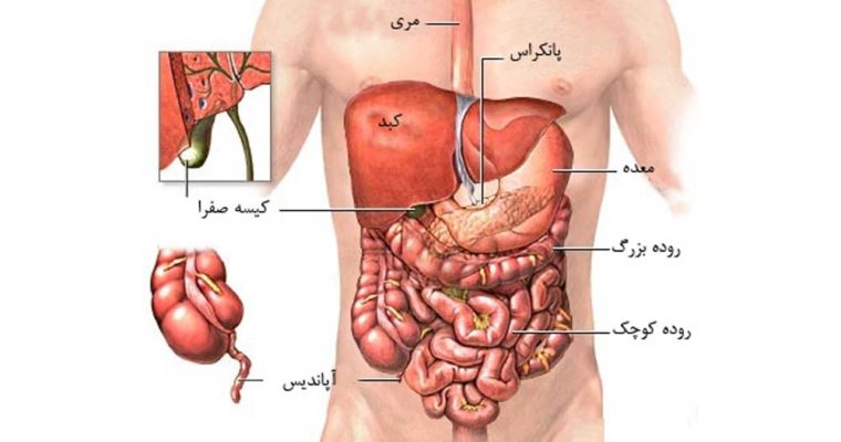 راه هایی برای حفظ سلامت گوارش